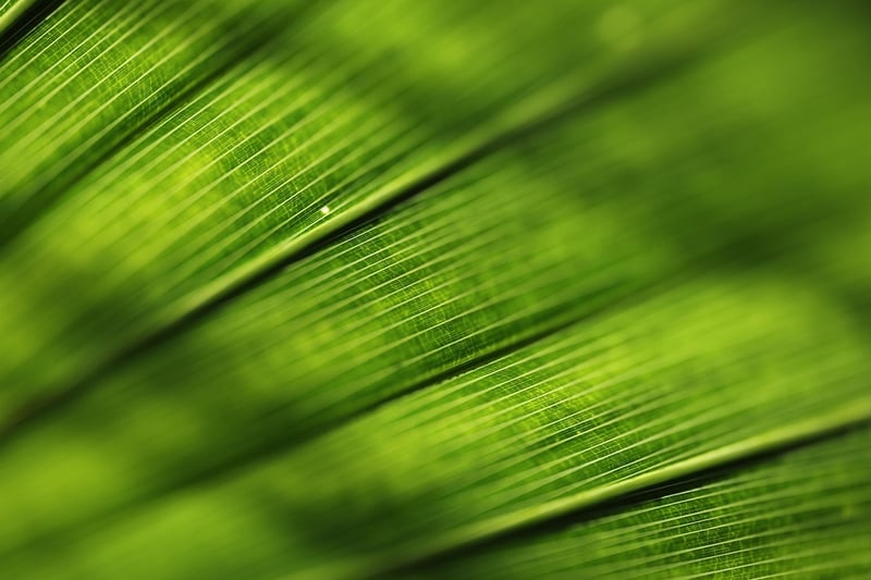 Green Plant