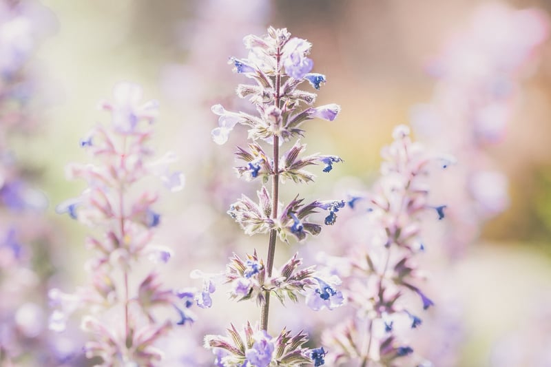 Lavender