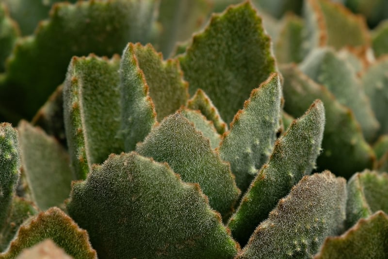 Echeveria