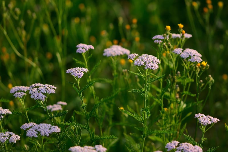 Yarrow